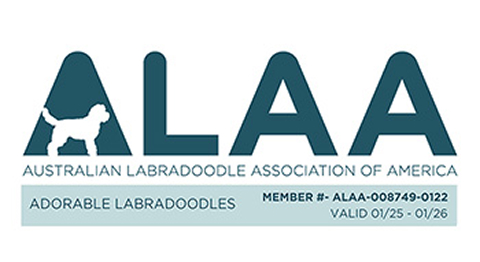 image 1 Australian Labradoodle — Adorable Labradoodle