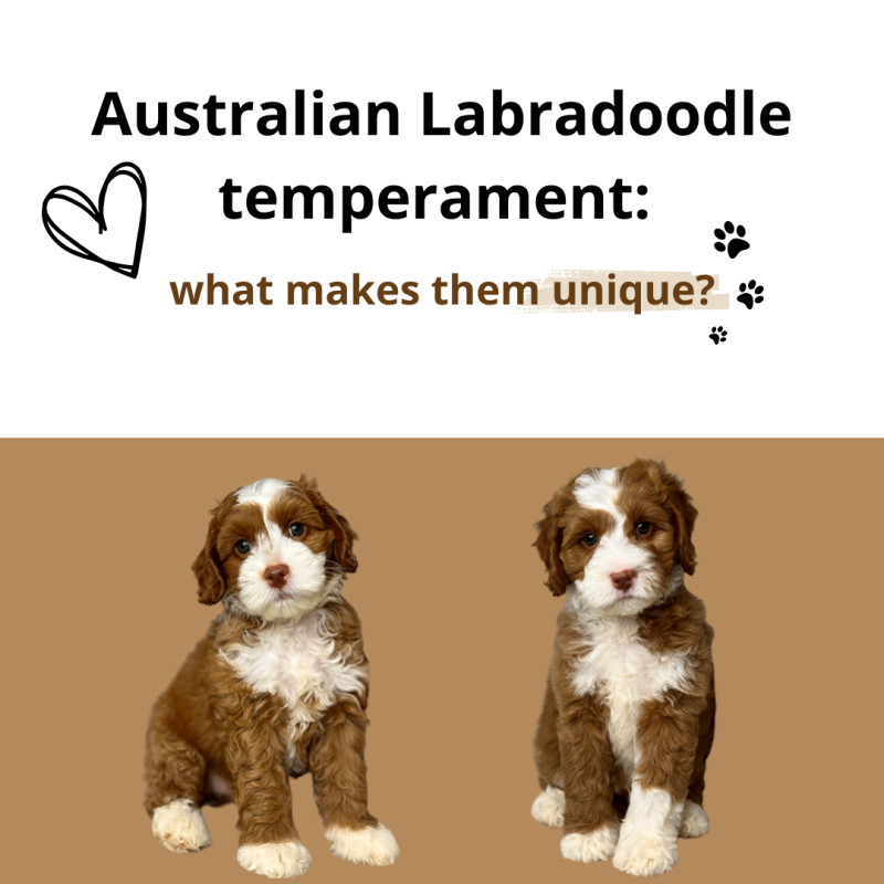 Australian Labradoodle — Adorable Labradoodle