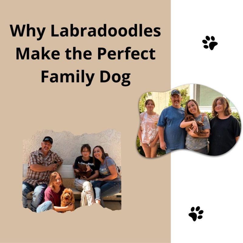 Australian Labradoodle — Adorable Labradoodle