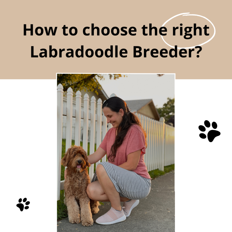 Australian Labradoodle — Adorable Labradoodle