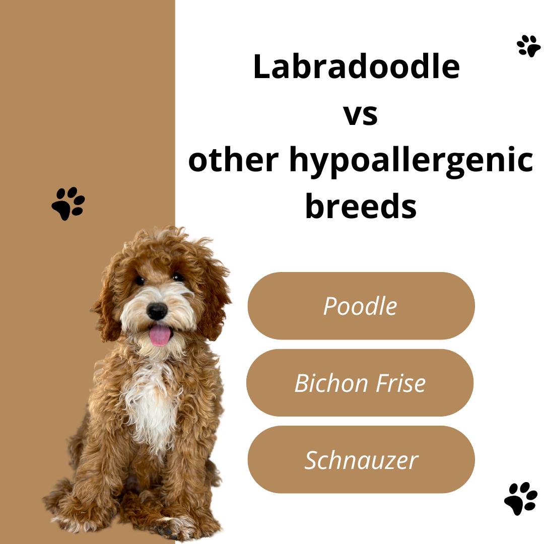 Australian Labradoodle — Adorable Labradoodle