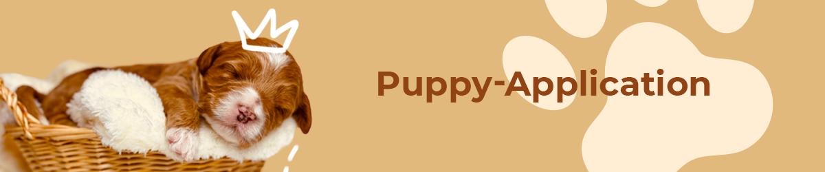 Australian Labradoodle — Adorable Labradoodle