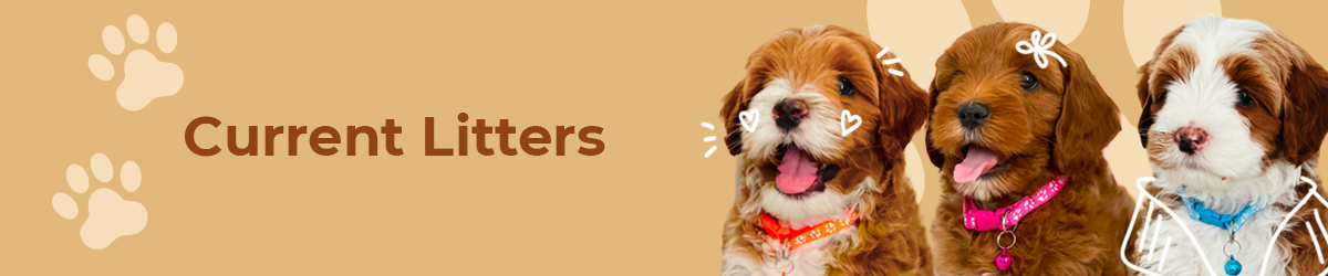 Australian Labradoodle puppies — Current Litters