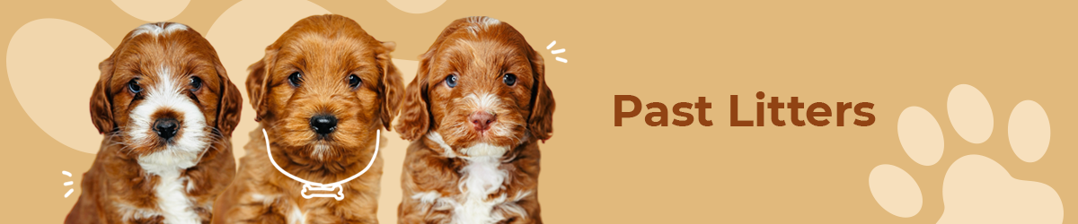 Australian Labradoodle puppies — Past Litters
