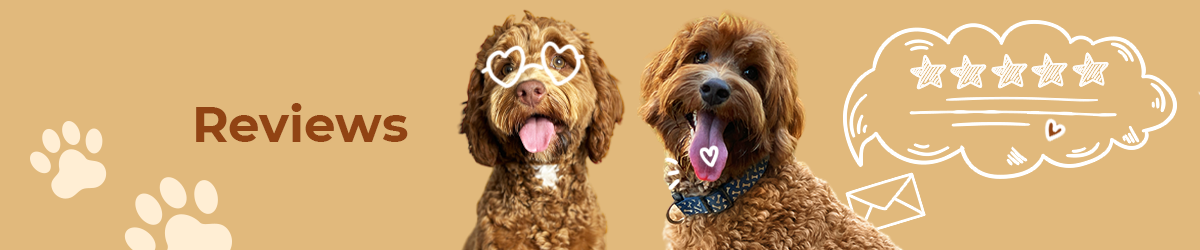 Adorable Labradoodle happy client review