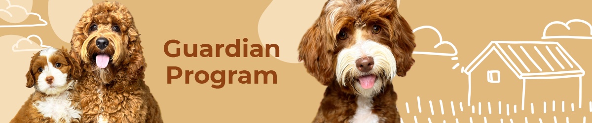 Australian Labradoodle — Adorable Labradoodle