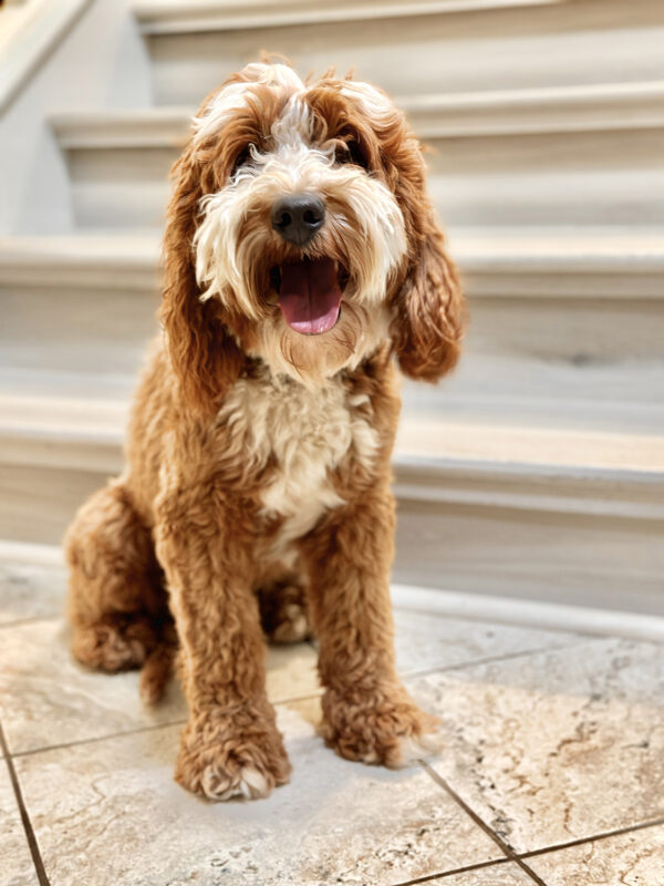 Australian Labradoodle puppies — Past Litters