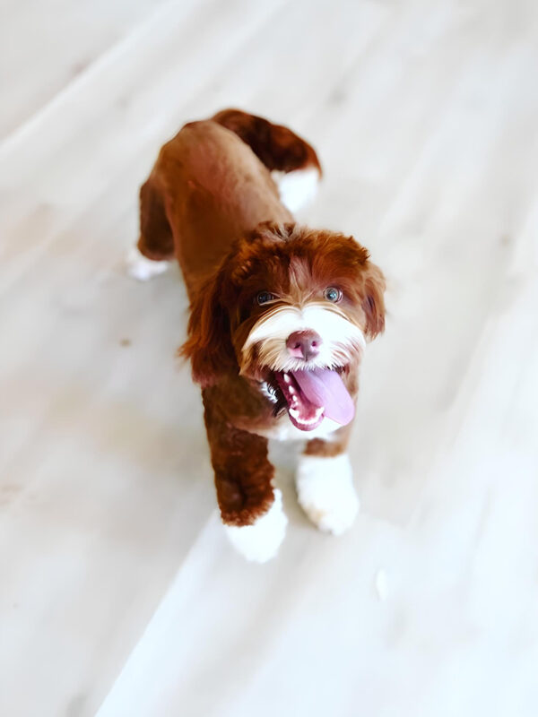 Australian Labradoodle puppies — Past Litters