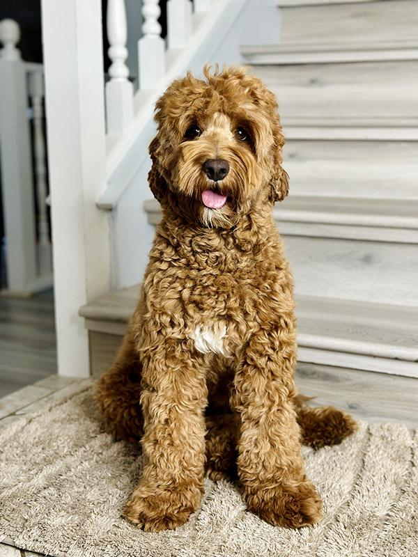Australian Labradoodle puppies — Past Litters
