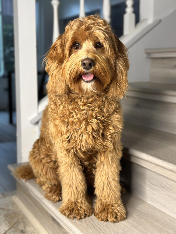 Australian Labradoodle puppies — Past Litters