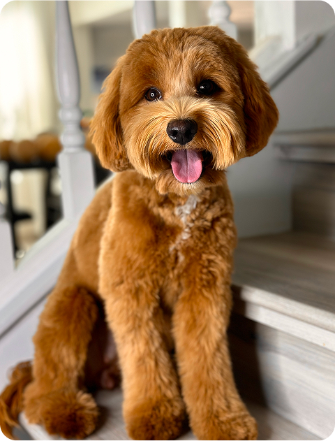 Australian Labradoodle — Adorable Labradoodle