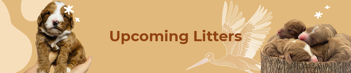 Australian Labradoodle puppies — Upcoming Litters