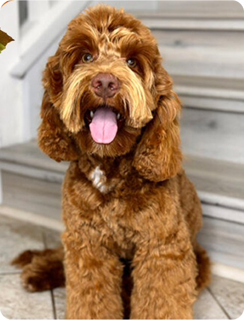 Australian Labradoodle sire (father dog) — Adorable Labradoodle