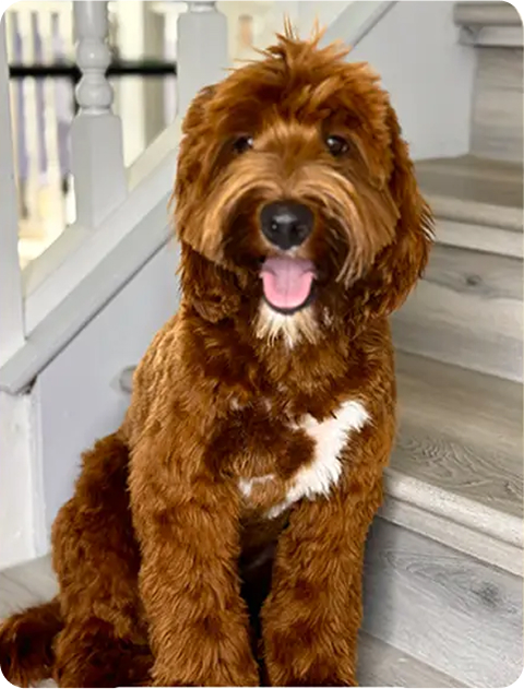 Australian Labradoodle sire (father dog) — Adorable Labradoodle