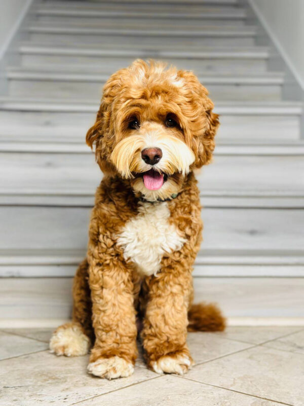 Australian Labradoodle puppies — Past Litters