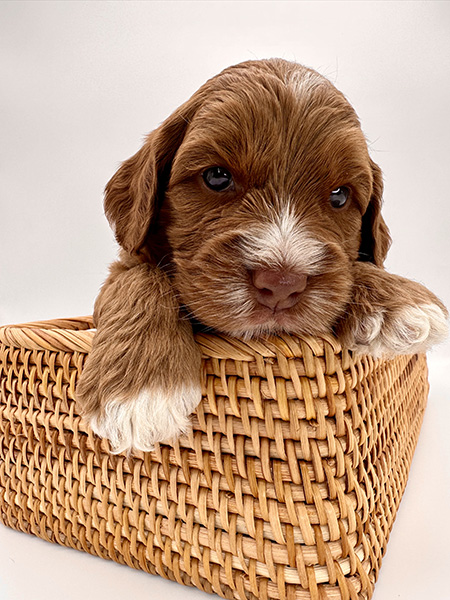 Australian Labradoodle puppy from LEXI & DIESEL litter