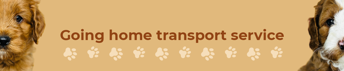 Australian Labradoodle — Adorable Labradoodle
