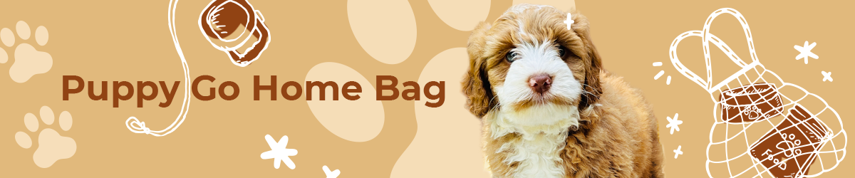 Australian Labradoodle — Adorable Labradoodle