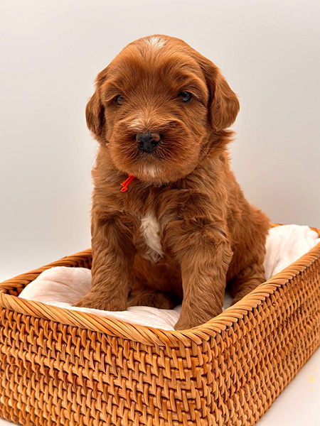 Australian Labradoodle puppy from LEXI & DIESEL litter