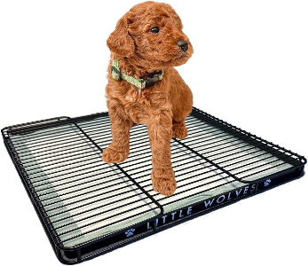 Australian Labradoodle puppy available for adoption — Adorable Labradoodle
