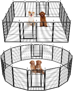 Australian Labradoodle puppy available for adoption — Adorable Labradoodle