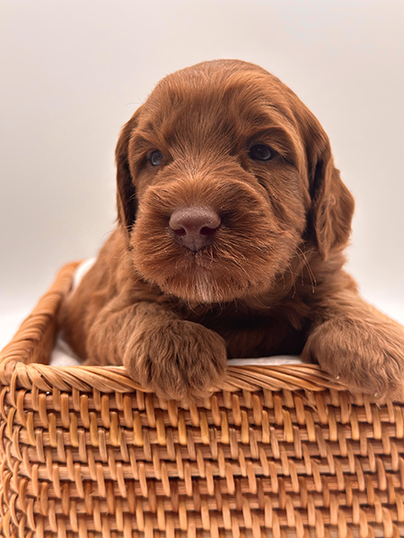 Australian Labradoodle puppy from LEXI & DIESEL litter