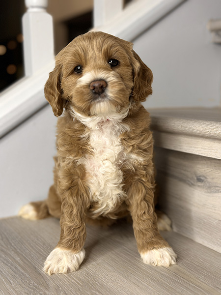 Australian Labradoodle puppy from LEXI & MOCHI litter