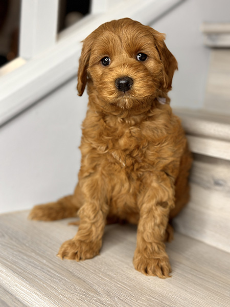 Australian Labradoodle puppy from LEXI & MOCHI litter