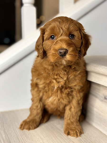 Australian Labradoodle puppy from LEXI & MOCHI litter