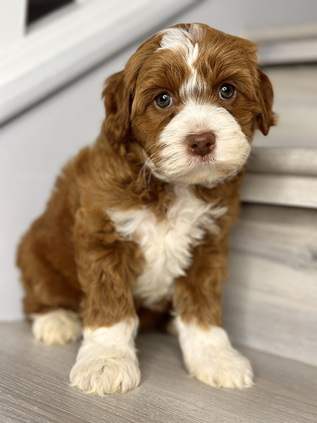 Australian Labradoodle puppy from LEXI & MOCHI litter