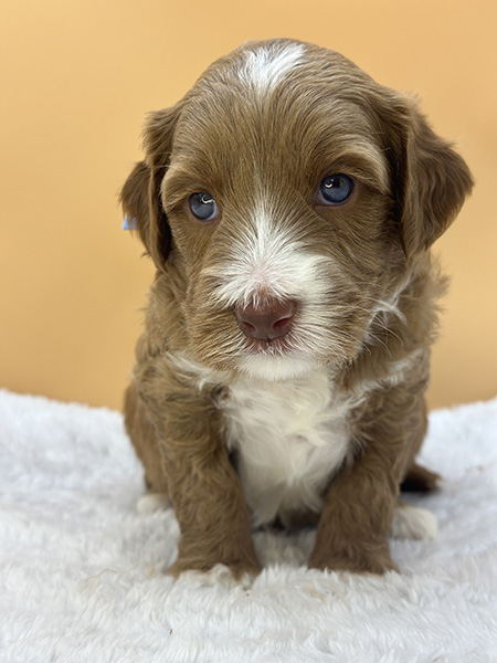 Australian Labradoodle puppy from Daisy & LEO litter