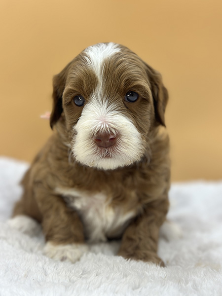 Australian Labradoodle puppy from Daisy & LEO litter