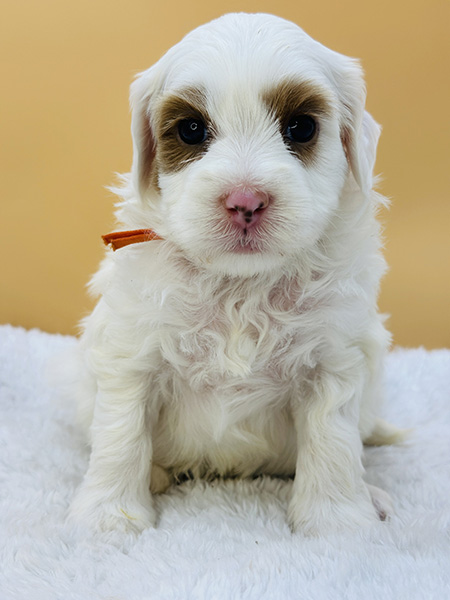 Australian Labradoodle puppy from Daisy & LEO litter