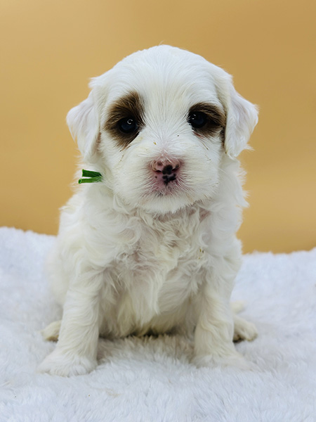 Australian Labradoodle puppy from Daisy & LEO litter