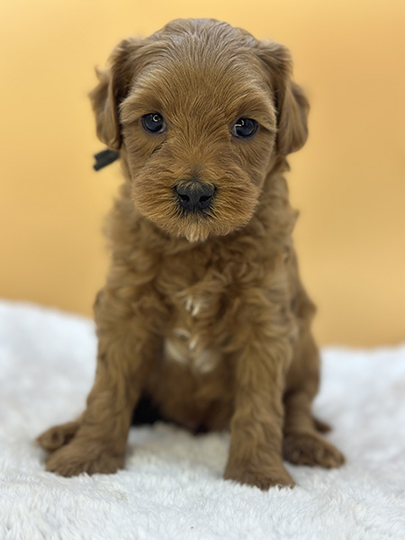Australian Labradoodle puppy from Daisy & LEO litter