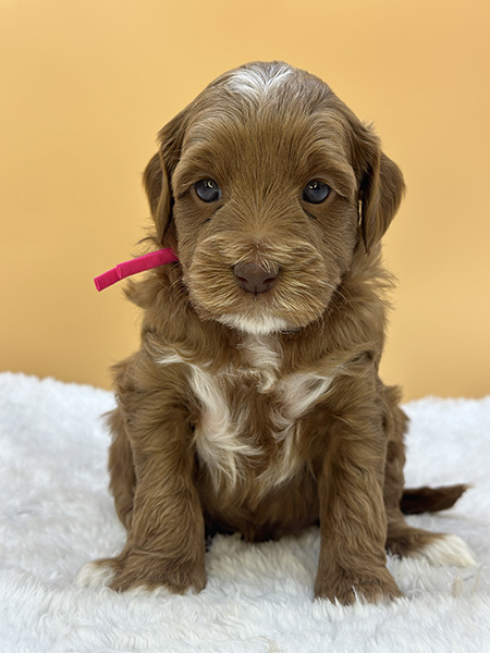 Australian Labradoodle puppy from Daisy & LEO litter