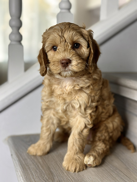 Australian Labradoodle puppy from Coco & Benji litter