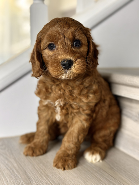 Australian Labradoodle puppy from Coco & Benji litter