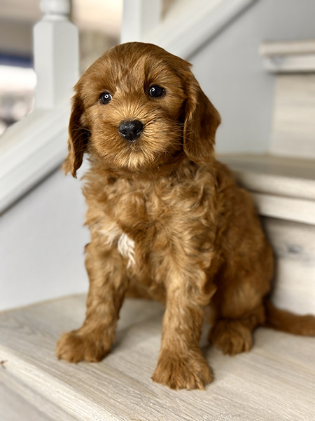 Australian Labradoodle puppy from Coco & Benji litter