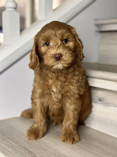 Australian Labradoodle puppy from Coco & Benji litter