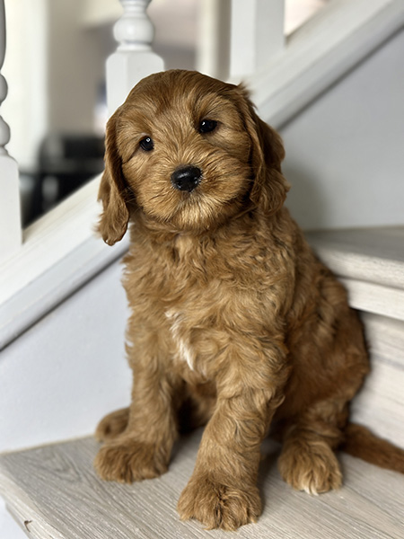 Australian Labradoodle puppy from Coco & Benji litter