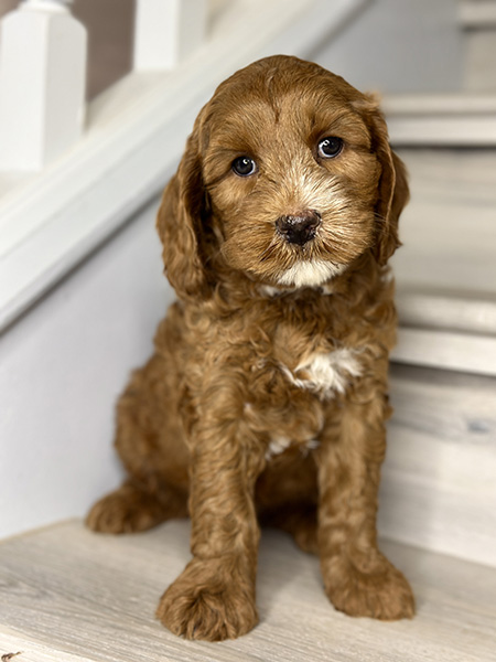 Australian Labradoodle puppy from Coco & Benji litter
