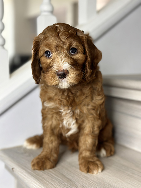 Australian Labradoodle puppy from Coco & Benji litter