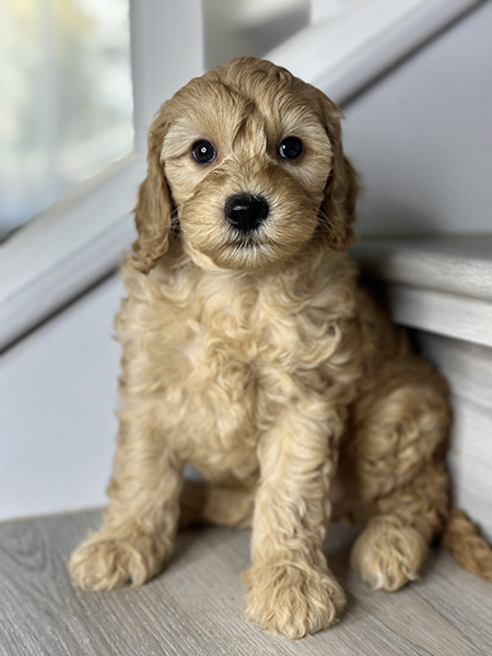 Australian Labradoodle puppy from Coco & Benji litter