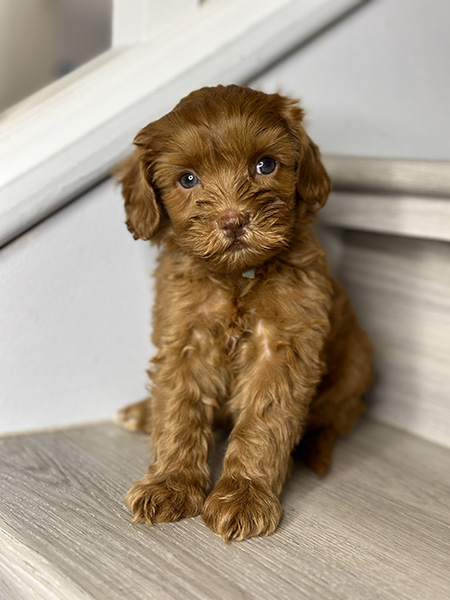 Australian Labradoodle puppy from Coco & Benji litter