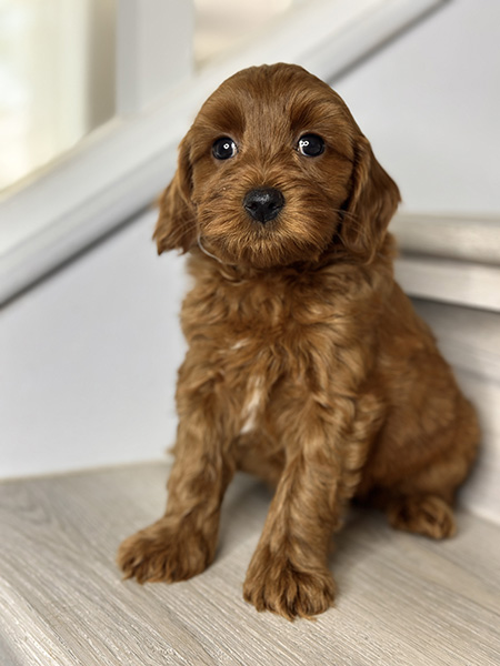 Australian Labradoodle puppy from Bentley & LEO litter
