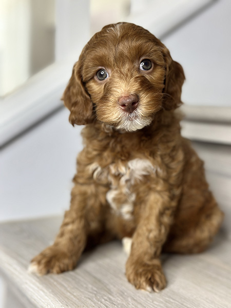 Australian Labradoodle puppy from Bentley & LEO litter
