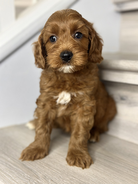 Australian Labradoodle puppy from Bentley & LEO litter