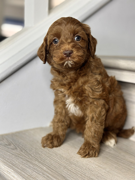 Australian Labradoodle puppy from Bentley & LEO litter