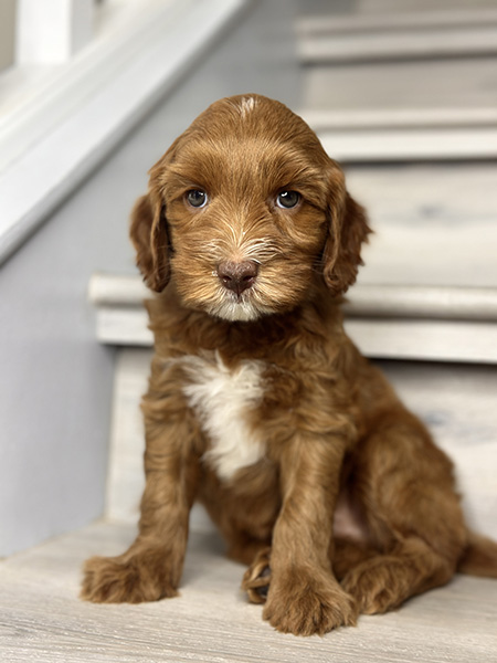 Australian Labradoodle puppy from Bentley & LEO litter
